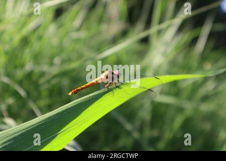 Dragonfly specie diverse Foto Stock