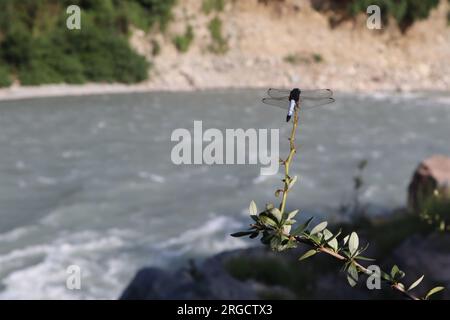 Dragonfly specie diverse Foto Stock