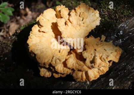 Funghi di pollo al sole al Camp Ground Road Woods di Des Plaines, Illinois Foto Stock