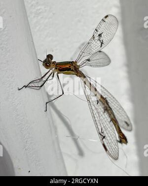 EMERALD DAMSELFLY femmina - Lestes sponsa foto: Tony Gale Foto Stock