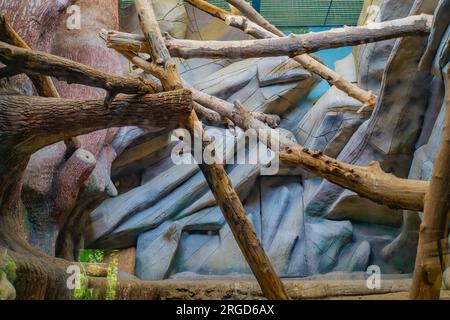 Sala decorativa con alberi caduti per animali allo zoo di Kiev. Camera di gatto con molti tronchi d'albero in ordine caotico contro pareti in pietra decorativa blu Foto Stock