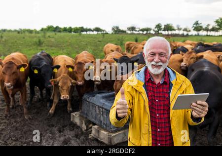 Contadino maturo soddisfatto che tiene una tavoletta e mostra il pollice davanti alle mucche di Angus sul prato del ranch. Allevamento biologico di catlle Foto Stock