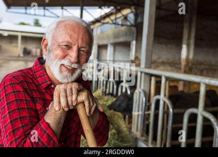 Ritratto di un contadino anziano sorridente appoggiato sull'impugnatura della pala di fronte alle mucche nell'azienda casearia Foto Stock
