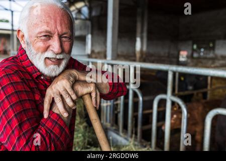 Ritratto di un contadino maturo appoggiato su una pala davanti al bestiame angus rosso e nero nel fienile Foto Stock