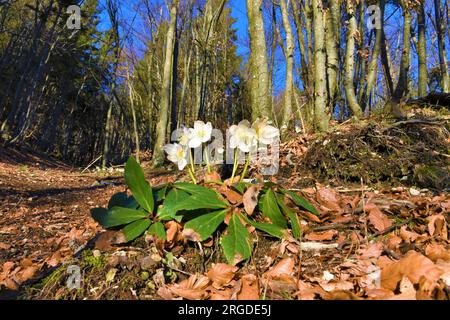 Gruppo di rose natalizie in fiore bianco (Helleborus niger) fiori primaverili in una foresta di faggi Foto Stock