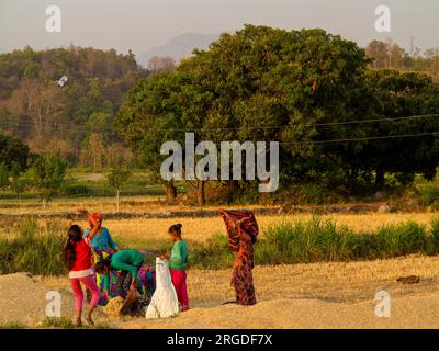 Donne indiane che indossano abiti tradizionali che lavorano sul campo al Powalgarh Village, Uttarakhand, India Foto Stock