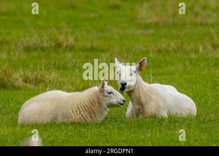 Pecore madre e agnello grande, pecora e agnello, sdraiati insieme in un campo verde Foto Stock