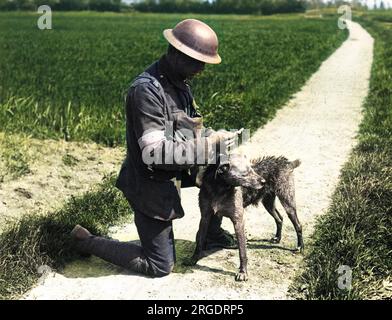 Un ingegnere reale che legge un messaggio portato da un cane messaggero nuotando in un canale, vicino a Nieppe Wood, nel nord della Francia, durante la prima guerra mondiale. Foto Stock