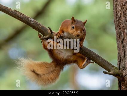 Uno scoiattolo rosso scozzese molto divertente che cerca di bilanciarsi sul ramo di un albero nel bosco Foto Stock