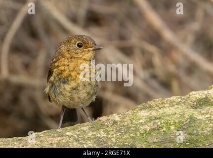 Piccolo robin redbreast Bird con piumaggio immaturo sul pavimento della foresta Foto Stock