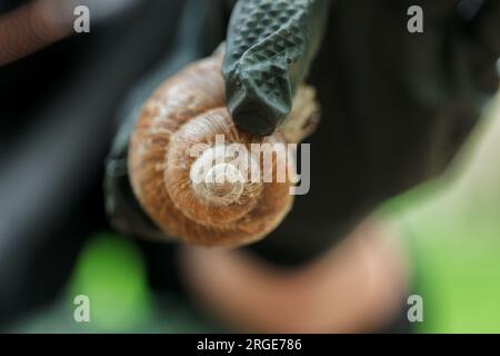 lumaca d'uva in nero con guanti in un giardino estivo. Lumache e lumache. Parassiti e insetti Foto Stock