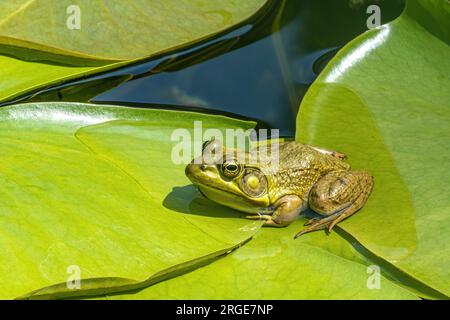 La rana verde Lithobates clamitans o Rana clamitans è originaria del Nord America orientale. Questo esemplare è stato fotografato in uno stagno a Point Pelee Nat Foto Stock