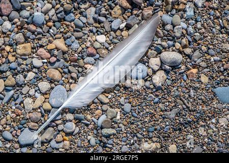 Piuma di gabbiano singola trovata sulla spiaggia di ghiaia del Point Pelee National Park. Foto Stock