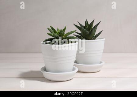 Bellissime piante succulente in vaso su un tavolo di legno bianco Foto Stock