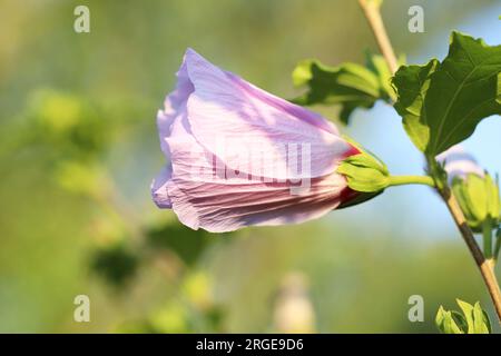 Bellissimo germoglio di ibisco rosa che cresce all'aperto, primo piano Foto Stock