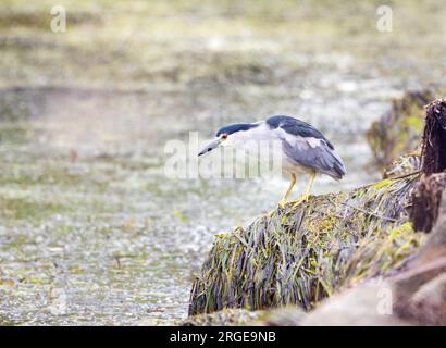 Heron notturno con corona nera arroccato sulla roccia coperta da alghe marine Foto Stock