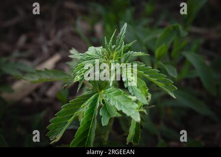 Immagine di una pianta di cannabis, appartenente alla cannabis sativa ruderalis, nella natura della Serbia. Cannabis ruderalis, è una varietà a basso contenuto di THC, sottospecie, Foto Stock