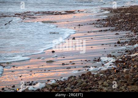 Un piccolo uccello in cerca di cibo su una spiaggia rocciosa durante il tramonto Foto Stock