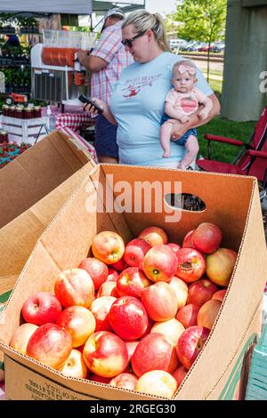 Hendersonville North Carolina,Hendersonville Farmers Market,Maple Street,scatola di mele,donna donna donna donna donna donna donna,adulto,residente,tenere bambina,produrre un Foto Stock