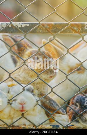 Primo piano di conigli tagliati in gabbia, confezione di coniglio in gabbia all'aperto, immagine verticale. Foto Stock