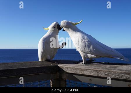 Cockatoo si è sventato nel suo tentativo di rubare una Nut Out ITS Mate's Beak Foto Stock