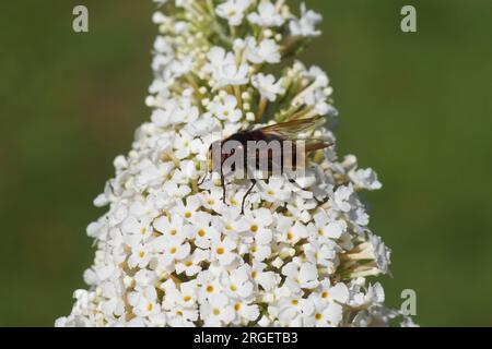 Calabrone maschio imita hoverfly (Volucella zonaria), famiglia Syrphidae su fiori bianchi di un lilla estivo (Buddleja davidii). Giardino olandese, estate, agosto. Foto Stock