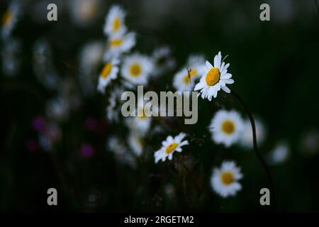 I fiori a margherita sono a fuoco e sfocati su uno sfondo scuro Foto Stock