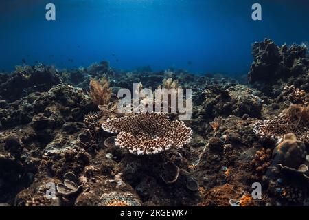 Tranquilla scena subacquea con coralli. Mare tropicale con acqua blu trasparente Foto Stock
