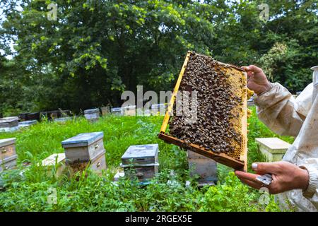 Foto del concetto di apicoltura o apicoltura. Apicoltore con telaio a nido d'ape pieno di api nell'alveare. Foto Stock
