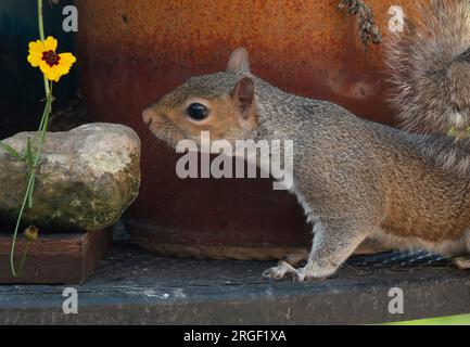 Uno scoiattolo nibbles su seme di uccello Foto Stock