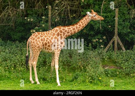 Giraffa allo zoo di blackpool Foto Stock