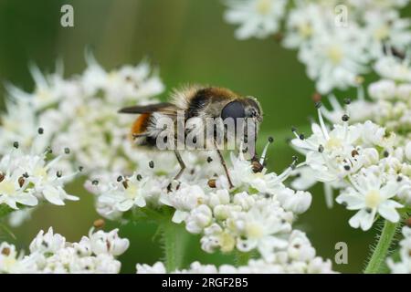 Primo piano naturale su una mosca con drone Blacklet Bumblebee, Cheilosia illustrata che si nutre di piante bianche, pastinaca di mucca, fiori Foto Stock