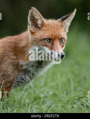 Una bella volpe in giro. Hampshire, Inghilterra: Le immagini GIOCOSE scattate nell'Hampshire mostrano due giovani volpi che giocano e prendono in giro una delle due Foto Stock