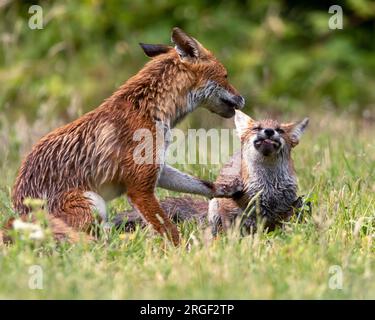 Giocare in natura. Hampshire, Inghilterra: Le immagini GIOCOSE scattate nell'Hampshire mostrano due giovani volpi che giocano e prendono in giro l'una dall'altra Foto Stock