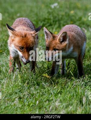 Gioco estivo per la volpe. Hampshire, Inghilterra: Le immagini GIOCOSE scattate nell'Hampshire mostrano due giovani volpi che giocano e prendono in giro una delle due Foto Stock