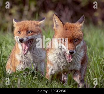 Urla giocosa dalla volpe. Hampshire, Inghilterra: Le immagini GIOCOSE scattate nell'Hampshire mostrano due giovani volpi che giocano e prendono in giro una delle due Foto Stock