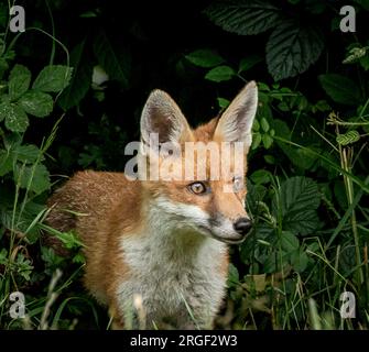 Un cucciolo giovane. Hampshire, Inghilterra: Le immagini GIOCOSE scattate nell'Hampshire mostrano due giovani volpi che giocano e prendono in giro una delle due immagini mostra una nau Foto Stock