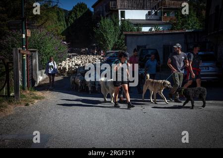 Vernet, Francia. 8 agosto 2023. I pastori a capo della processione, seguiti dai loro greggi, attraversano il villaggio di le Vernet, in Francia, l'8 agosto 2023, illustrazione della festa della transumanza nel villaggio di le Vernet, nel dipartimento delle Alpi dell'alta Provenza, in Francia. Foto di Thibaut Durand/ABACAPRESS.COM Credit: Abaca Press/Alamy Live News Foto Stock