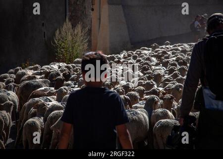 Vernet, Francia. 8 agosto 2023. Numerose persone accompagnano la transumanza, mentre il gregge attraversa il villaggio di le Vernet, in Francia, l'8 agosto 2023, illustrazione della festa della transumanza nel villaggio di le Vernet, nel dipartimento delle Alpi dell'alta Provenza, in Francia. Foto di Thibaut Durand/ABACAPRESS.COM Credit: Abaca Press/Alamy Live News Foto Stock