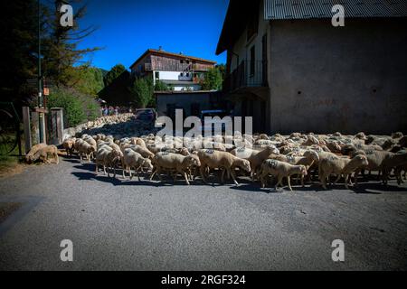 Vernet, Francia. 8 agosto 2023. Numerose persone accompagnano la transumanza, mentre il gregge attraversa il villaggio di le Vernet, in Francia, l'8 agosto 2023, illustrazione della festa della transumanza nel villaggio di le Vernet, nel dipartimento delle Alpi dell'alta Provenza, in Francia. Foto di Thibaut Durand/ABACAPRESS.COM Credit: Abaca Press/Alamy Live News Foto Stock