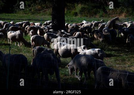 Vernet, Francia. 8 agosto 2023. Le pecore nel loro recinto, in attesa di partire per il loro viaggio di transumanza, Francia l'8 agosto 2023, illustrazione della festa della transumanza nel villaggio di le Vernet, nel dipartimento delle Alpi dell'alta Provenza, Francia. Foto di Thibaut Durand/ABACAPRESS.COM Credit: Abaca Press/Alamy Live News Foto Stock