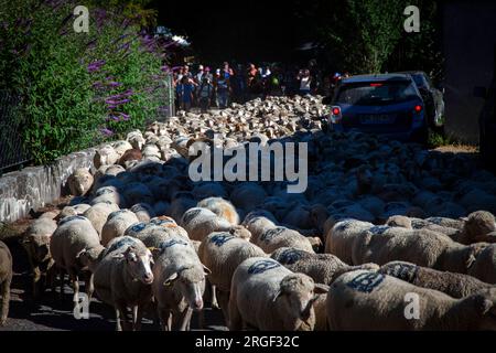 Vernet, Francia. 8 agosto 2023. Numerose persone accompagnano la transumanza, mentre il gregge attraversa il villaggio di le Vernet, in Francia, l'8 agosto 2023, illustrazione della festa della transumanza nel villaggio di le Vernet, nel dipartimento delle Alpi dell'alta Provenza, in Francia. Foto di Thibaut Durand/ABACAPRESS.COM Credit: Abaca Press/Alamy Live News Foto Stock