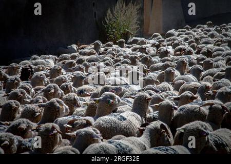 Vernet, Francia. 8 agosto 2023. Numerose persone accompagnano la transumanza, mentre il gregge attraversa il villaggio di le Vernet, in Francia, l'8 agosto 2023, illustrazione della festa della transumanza nel villaggio di le Vernet, nel dipartimento delle Alpi dell'alta Provenza, in Francia. Foto di Thibaut Durand/ABACAPRESS.COM Credit: Abaca Press/Alamy Live News Foto Stock