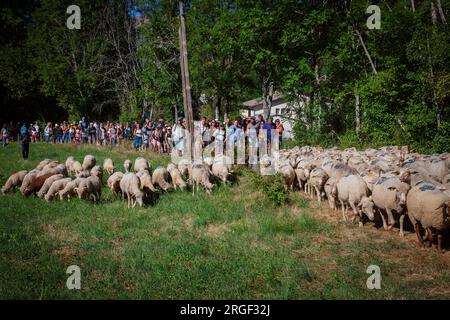 Vernet, Francia. 8 agosto 2023. Molte persone accompagnano la transumanza, mentre il gregge inizia il viaggio che li porterà ai pascoli di montagna, in Francia l'8 agosto 2023, illustrazione della festa della transumanza nel villaggio di le Vernet, nel dipartimento delle Alpi dell'alta Provenza, in Francia. Foto di Thibaut Durand/ABACAPRESS.COM Credit: Abaca Press/Alamy Live News Foto Stock