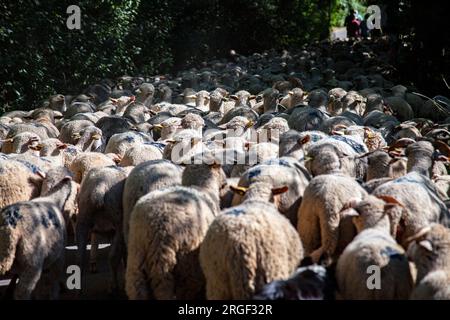 Vernet, Francia. 8 agosto 2023. Molte persone accompagnano la transumanza, mentre il gregge inizia il viaggio che li porterà ai pascoli di montagna, in Francia l'8 agosto 2023, illustrazione della festa della transumanza nel villaggio di le Vernet, nel dipartimento delle Alpi dell'alta Provenza, in Francia. Foto di Thibaut Durand/ABACAPRESS.COM Credit: Abaca Press/Alamy Live News Foto Stock