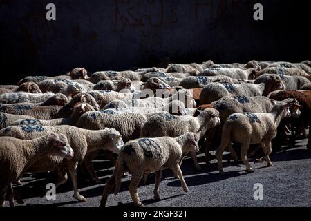 Vernet, Francia. 8 agosto 2023. Numerose persone accompagnano la transumanza, mentre il gregge attraversa il villaggio di le Vernet, in Francia, l'8 agosto 2023, illustrazione della festa della transumanza nel villaggio di le Vernet, nel dipartimento delle Alpi dell'alta Provenza, in Francia. Foto di Thibaut Durand/ABACAPRESS.COM Credit: Abaca Press/Alamy Live News Foto Stock