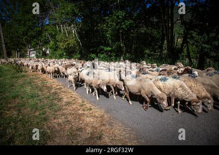 Vernet, Francia. 8 agosto 2023. Molte persone accompagnano la transumanza, mentre il gregge inizia il viaggio che li porterà ai pascoli di montagna, in Francia l'8 agosto 2023, illustrazione della festa della transumanza nel villaggio di le Vernet, nel dipartimento delle Alpi dell'alta Provenza, in Francia. Foto di Thibaut Durand/ABACAPRESS.COM Credit: Abaca Press/Alamy Live News Foto Stock