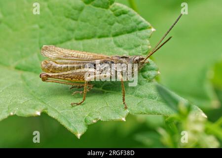 Primo piano naturale sulla cavalletta del campo di brownb, Chorthippus apricarius seduto su una foglia verde Foto Stock