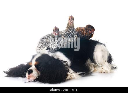 Pollo e cane Sebright di fronte a sfondo bianco Foto Stock