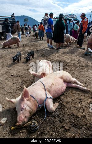 I maiali legati dormono al mercato degli animali di Otavalo in Ecuador. Il mercato vende un'enorme varietà di bestiame, dai polli ai suini e ai bovini. Foto Stock